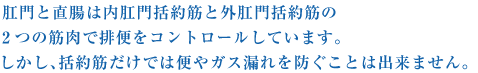 肛門と直腸は内肛門括約筋と外肛門括約筋の２つの筋肉で排便をコントロールしています。しかし、括約筋だけでは便やガス漏れを防ぐことは出来ません。